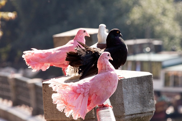 重大疾病用 重大疾病用